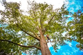 Best Arborist Consultation Services  in Oak Park Heights, MN