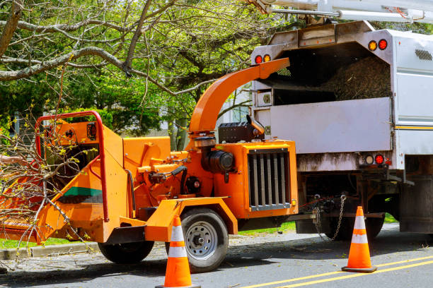 Best Root Management and Removal  in Oak Park Heights, MN