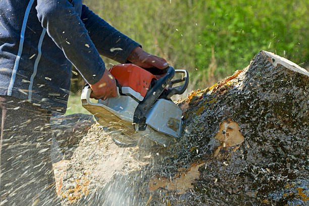 Leaf Removal in Oak Park Heights, MN